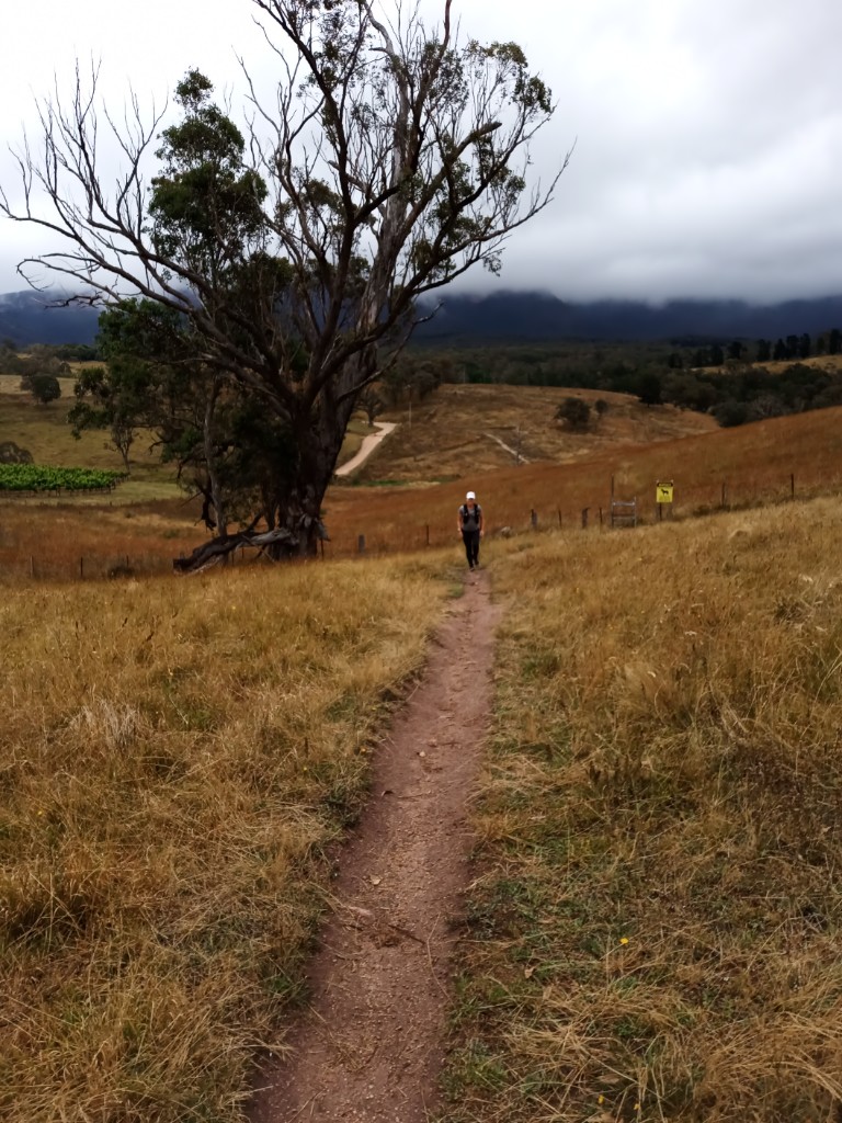 Do AI based coaches work ?